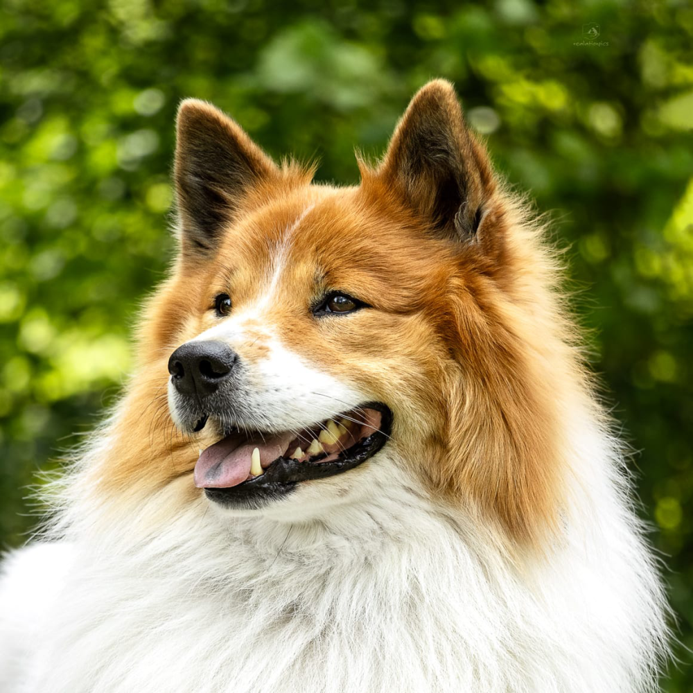 elliot portrait quad