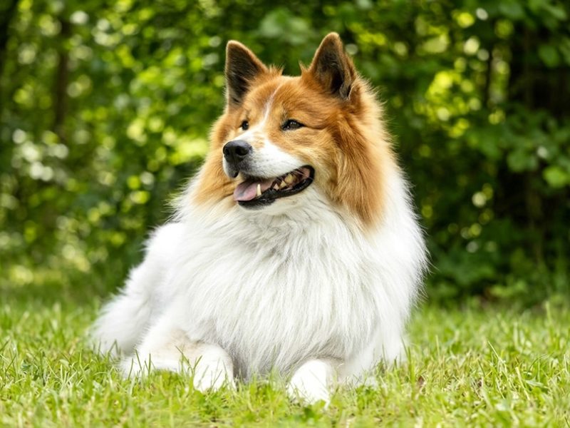 elliot portrait quer klein