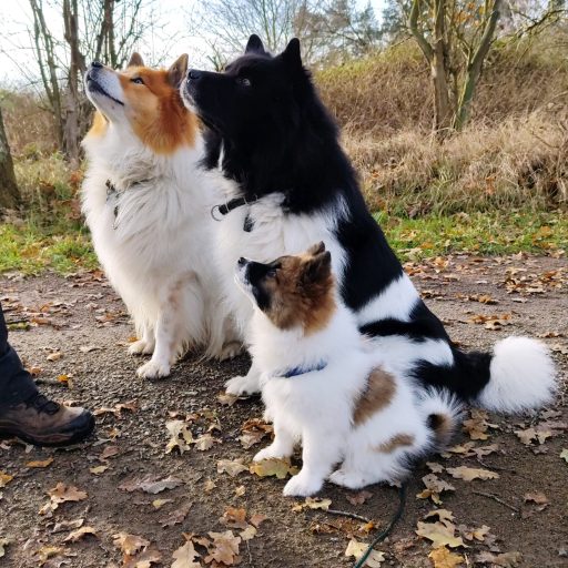 trio bluna klein links